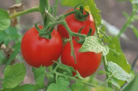 TomatoOnVine