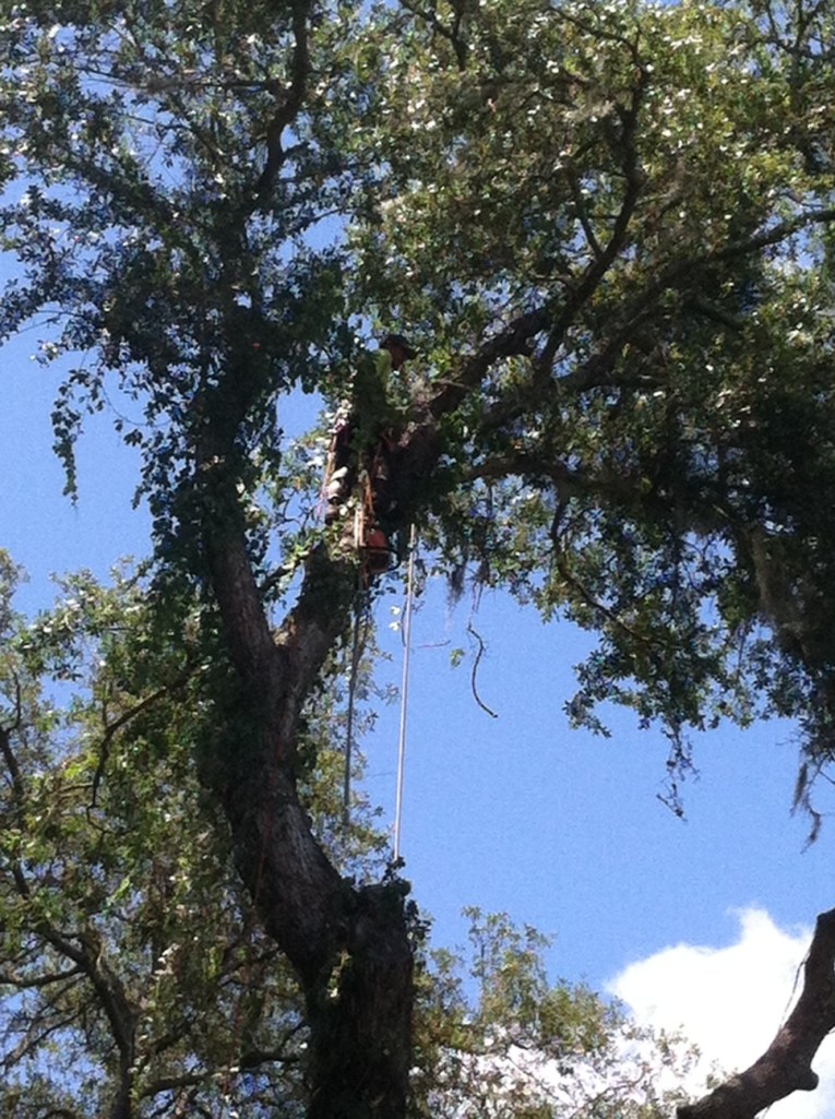 Squint to see guy atop tree