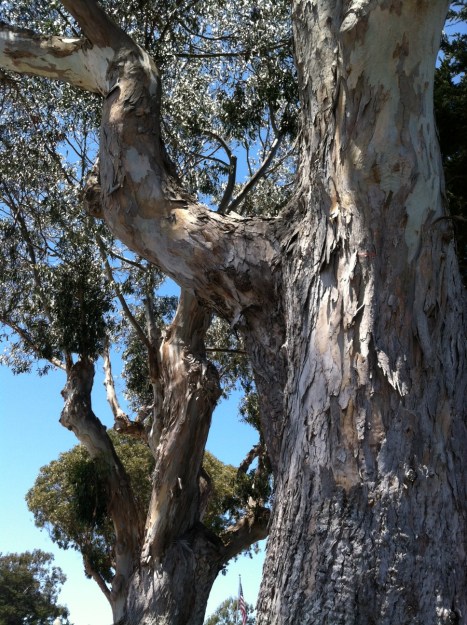 Eucalyptus Tree, Pacific Grove, CA