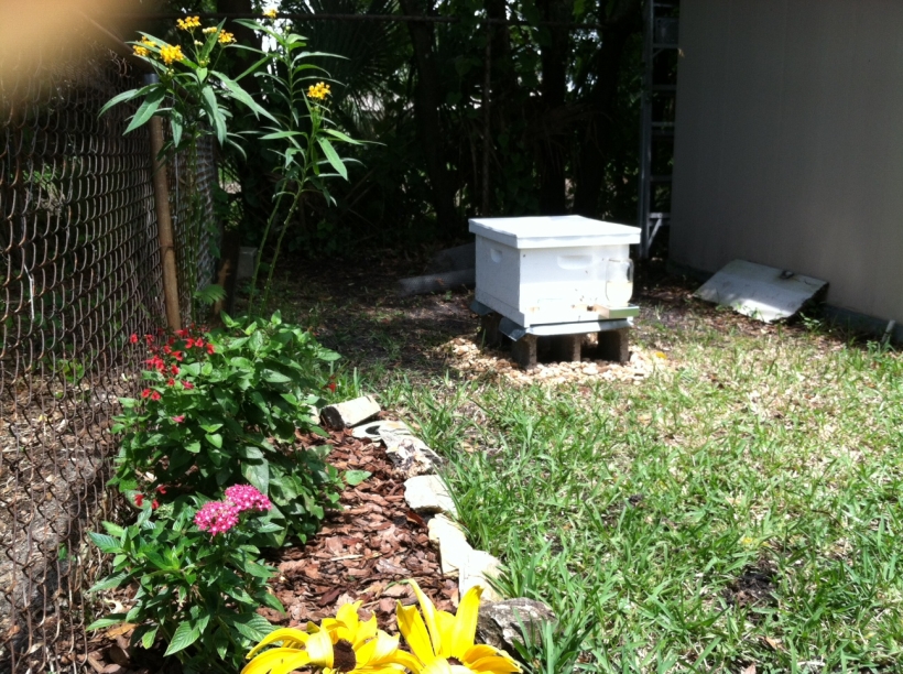 Beaman hive in back yard