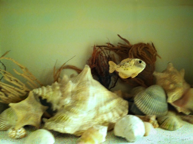 Shells underwater_4x3_300_med