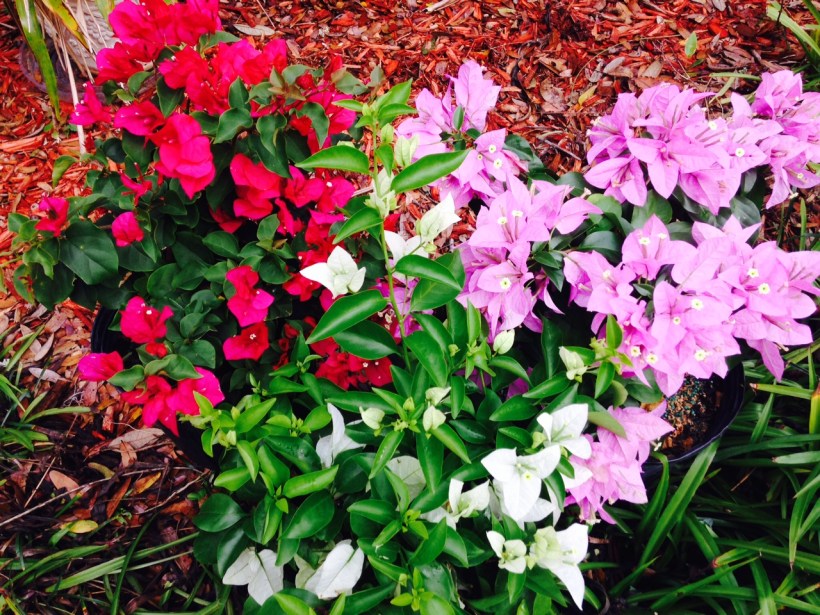 Bougainvillea in my Garden