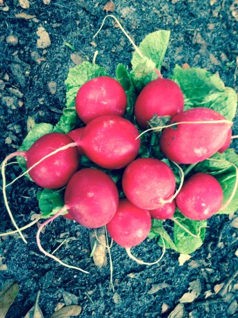 radishes