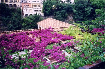 Upper bougainvillea - where I thought we'd meet