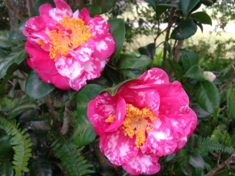 camelliasSpeckled