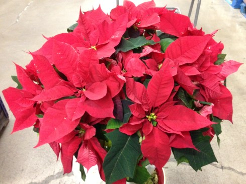 poinsettias