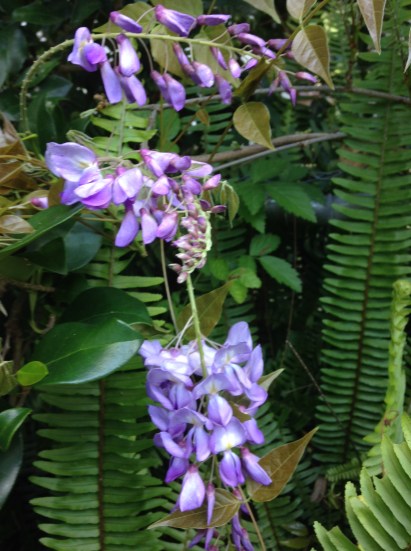 Wisteria in patio garden