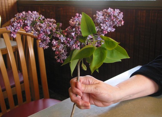 Kathy Beaman holding lilac after Dad's memorial service