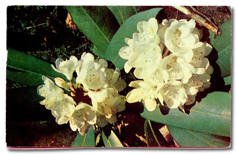 Postcard with rhododendron sent from Laurelville Mennonite Camp