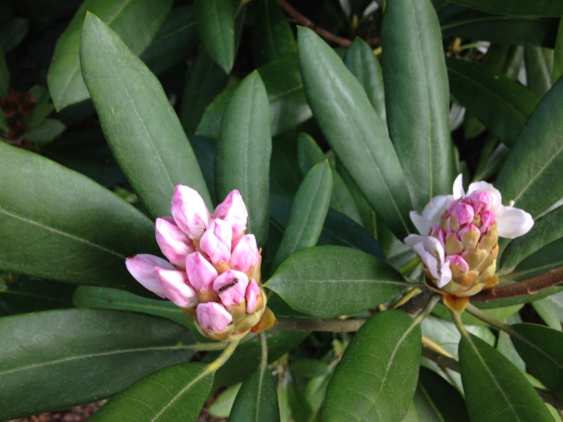 Rhododendron, blooms tight in the bud