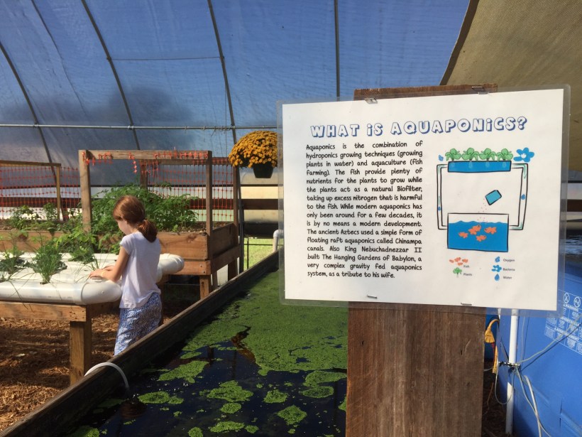 AquaponicsJenna